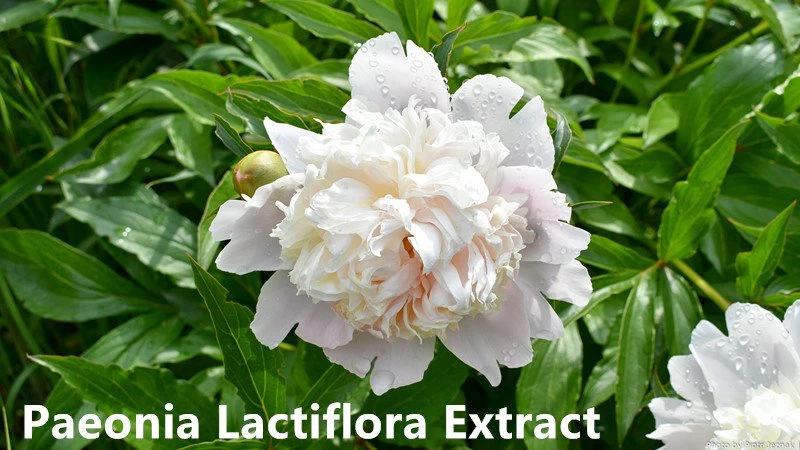 Paeonia Lactiflora Extract.png